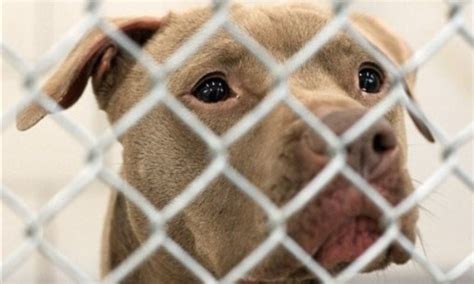 Prada the pit bull gets a death row repri